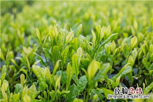 中国首次发现云南管蕊茶！具体是怎么发现的？管蕊茶是什么茶？