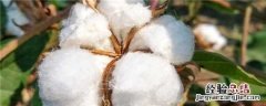 美国棉花种植时间几月 美国棉花种植时间