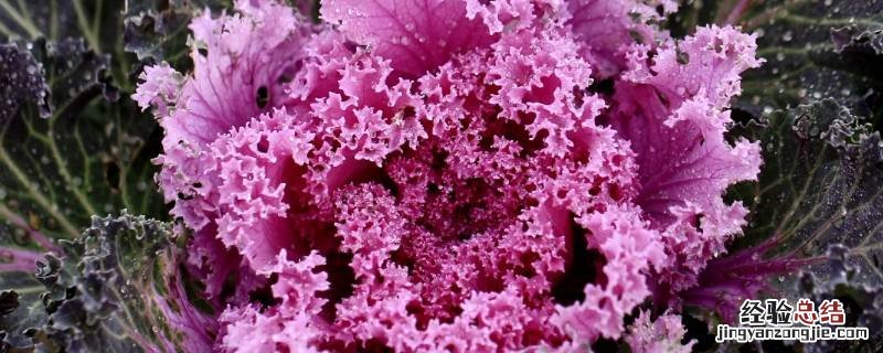kale到底是什么菜 kale是什么蔬菜