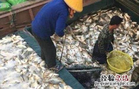 鲳鱼常见病害的防治方法是 鲳鱼常见病害的防治方法