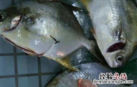 鲳鱼常见病害的防治方法是 鲳鱼常见病害的防治方法