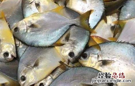 鲳鱼常见病害的防治方法是 鲳鱼常见病害的防治方法