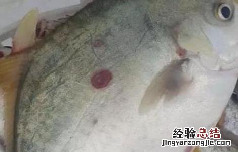 鲳鱼常见病害的防治方法是 鲳鱼常见病害的防治方法