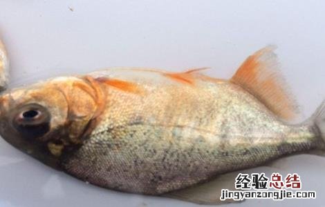 鲳鱼常见病害的防治方法是 鲳鱼常见病害的防治方法