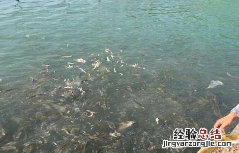 大黄鱼养殖技术论文 大黄鱼养殖技术