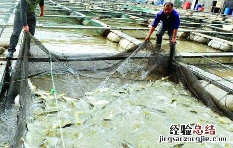 大黄鱼养殖技术论文 大黄鱼养殖技术