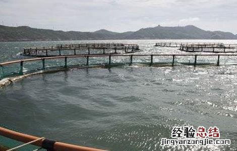 大黄鱼养殖技术论文 大黄鱼养殖技术