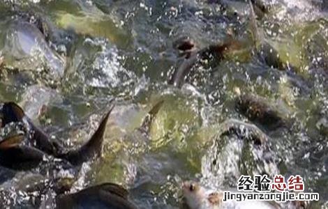 巴沙鱼饲养环境 巴沙鱼的饲养管理