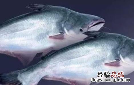 巴沙鱼饲养环境 巴沙鱼的饲养管理