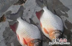 淡水鲳鱼的养殖技术 淡水鲳鱼养殖方法