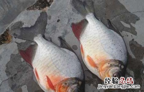 淡水鲳鱼的养殖技术 淡水鲳鱼养殖方法