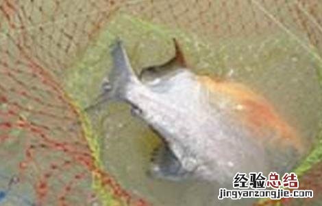 淡水鲳鱼的养殖技术 淡水鲳鱼养殖方法