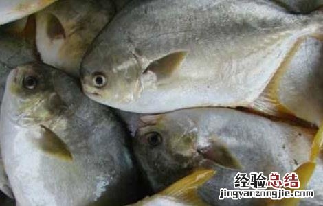 淡水鲳鱼的养殖技术 淡水鲳鱼养殖方法