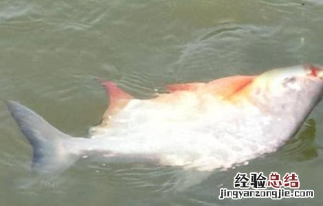 淡水鲳鱼的养殖技术 淡水鲳鱼养殖方法