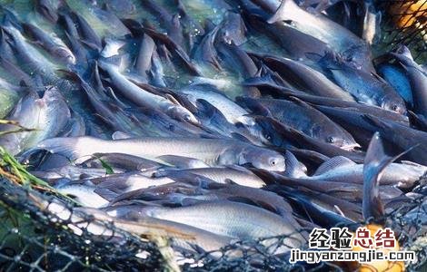 巴沙鱼的人工养殖方法 巴沙鱼的人工养殖方法视频