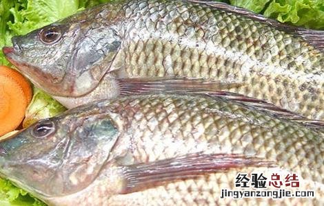魟鱼怎么养好 鲱鱼怎么养好