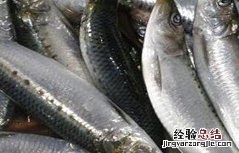 魟鱼怎么养好 鲱鱼怎么养好