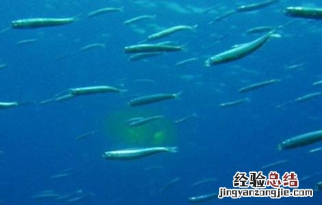 魟鱼怎么养好 鲱鱼怎么养好