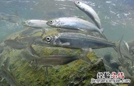 魟鱼怎么养好 鲱鱼怎么养好