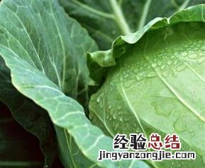 紫色卷心菜的营养价值 卷心菜的营养价值
