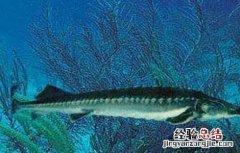 鲟鱼常见病害的症状及防治方法 鲟鱼常见病害的症状及防治方法视频