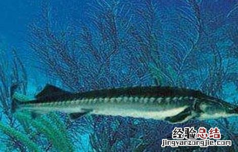 鲟鱼常见病害的症状及防治方法 鲟鱼常见病害的症状及防治方法视频