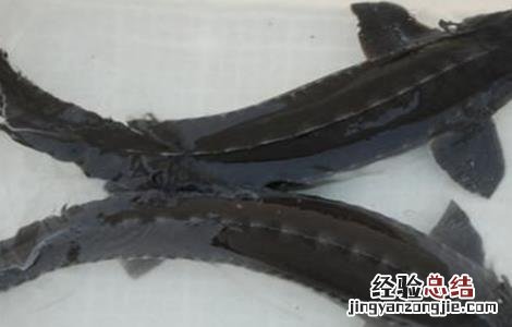 鲟鱼常见病害的症状及防治方法 鲟鱼常见病害的症状及防治方法视频