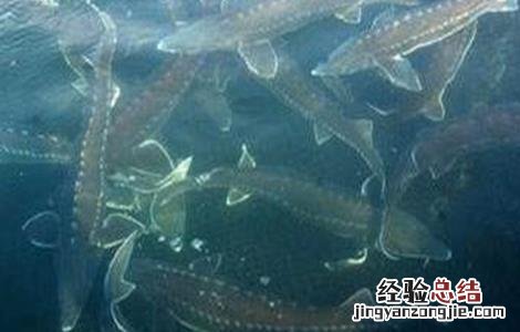 鲟鱼常见病害的症状及防治方法 鲟鱼常见病害的症状及防治方法视频