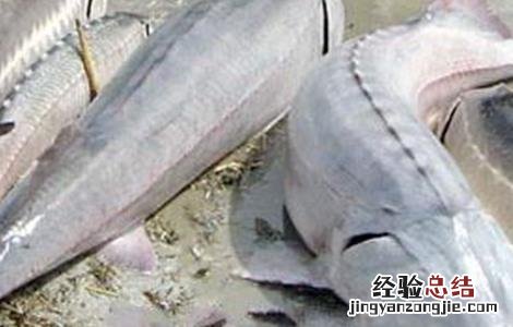 鲟鱼常见病害的症状及防治方法 鲟鱼常见病害的症状及防治方法视频