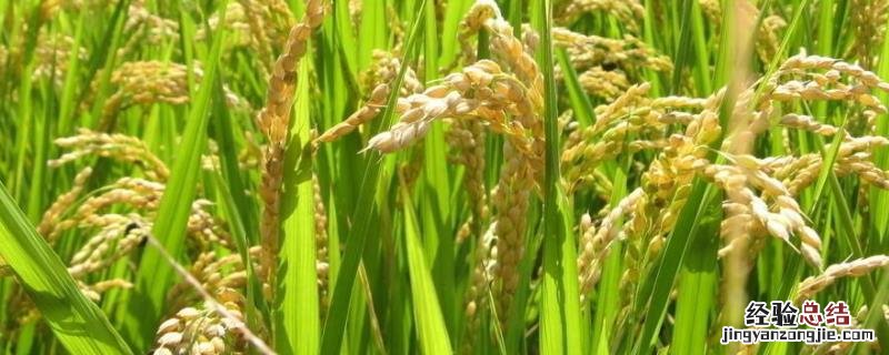 水稻基本知识简单,杂交水稻是什么时期