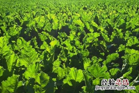 农业类型有哪几种初中地理 农业类型有哪几种