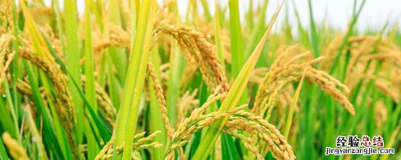 陕西省水稻主要种植在，水稻的生活史分成哪六个阶段
