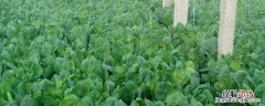 所有植物源农药都可以用于绿色食品生产吗，杂稻用什么农药能去除