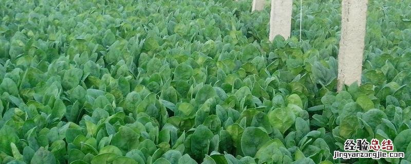 所有植物源农药都可以用于绿色食品生产吗,杂稻用什么农药能去除