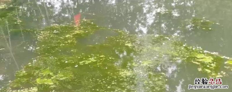 利菌沙星主治什么病 利菌多的作用，主要成分是什么