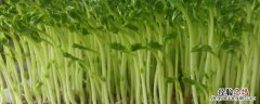 第一茬豌豆苗应该剪到哪里，附豌豆苗的种植方法和时间
