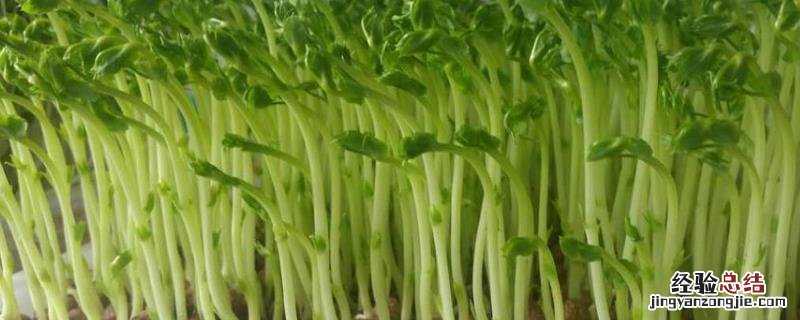 第一茬豌豆苗应该剪到哪里，附豌豆苗的种植方法和时间