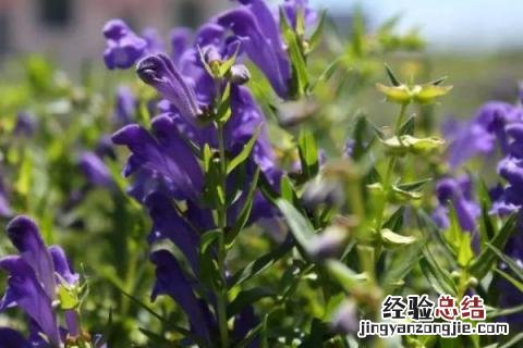 中草药种植项目简介 中草药种植项目
