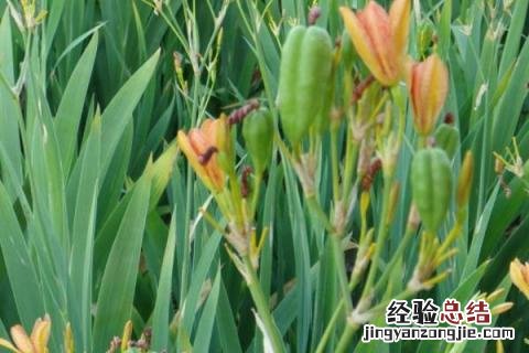 中草药种植项目简介 中草药种植项目