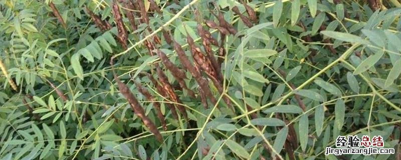 中草药种植项目简介 中草药种植项目