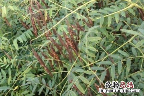 中草药种植项目简介 中草药种植项目