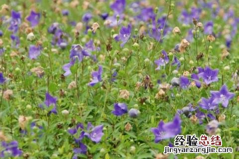 中草药种植项目简介 中草药种植项目