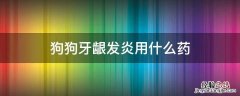 狗狗牙龈发炎用什么药 狗狗牙龈发炎吃什么消炎药