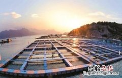 黄花鱼的人工养殖方法 黄花鱼的人工养殖方法有哪些