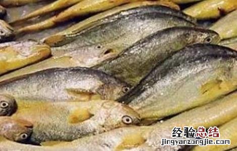黄花鱼的人工养殖方法 黄花鱼的人工养殖方法有哪些