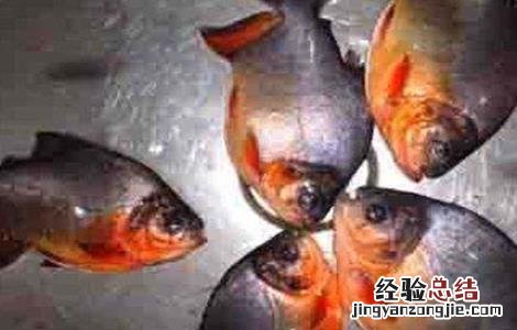 白鲳鱼苗越冬技术 淡水白鲳苗