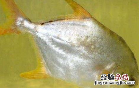 白鲳鱼苗越冬技术 淡水白鲳苗