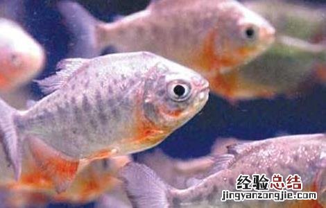 白鲳鱼苗越冬技术 淡水白鲳苗