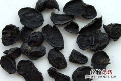 川乌的毒性有多大 川乌