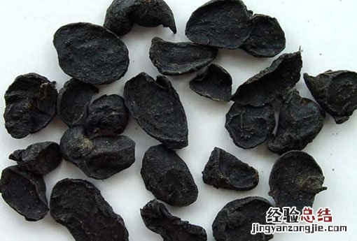 川乌的毒性有多大 川乌
